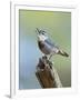 Kruper's Nuthatch in Pine Tree Calling-null-Framed Photographic Print