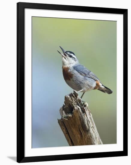 Kruper's Nuthatch in Pine Tree Calling-null-Framed Photographic Print