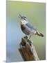 Kruper's Nuthatch in Pine Tree Calling-null-Mounted Photographic Print