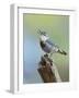 Kruper's Nuthatch in Pine Tree Calling-null-Framed Photographic Print