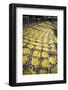 Krupuk (Kroepoek) Production, Bukittinggi, West Sumatra, Indonesia, Southeast Asia, Asia-Matthew Williams-Ellis-Framed Photographic Print