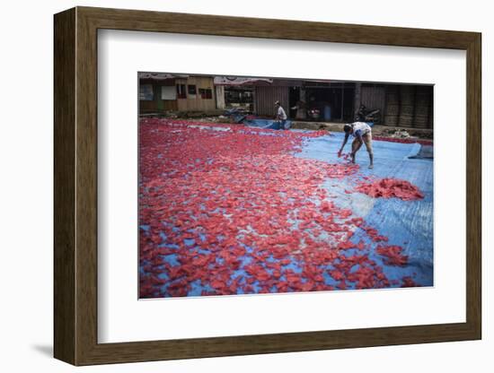 Krupuk (Kroepoek) Production, Bukittinggi, West Sumatra, Indonesia, Southeast Asia, Asia-Matthew Williams-Ellis-Framed Photographic Print