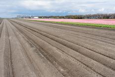 Bare Farmland with Tulip Fields in the Netherlands-kruwt-Photographic Print