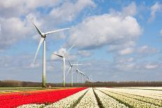 Big Dutch Colorful Tulip Fields with Wind Turbines-kruwt-Photographic Print