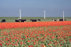 Bare Farmland with Tulip Fields in the Netherlands-kruwt-Photographic Print