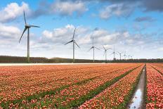 Big Dutch Colorful Tulip Fields with Wind Turbines-kruwt-Framed Photographic Print