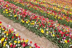 Big Dutch Colorful Tulip Fields with Wind Turbines-kruwt-Framed Photographic Print