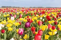 Big Dutch Colorful Tulip Fields with Wind Turbines-kruwt-Framed Photographic Print