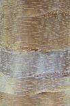 Himalayan Birch (Betula utilis) close-up of bark-Krystyna Szulecka-Photographic Print