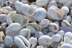 Empty shells on beach, numerous different species, Punta Tortuga Negra, Isabela Island-Krystyna Szulecka-Photographic Print