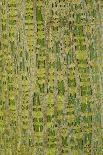 Chinese Red-barked Birch (Betula albo-sinensis) bark, close-up of trunk, in botanical garden, july-Krystyna Szulecka-Photographic Print