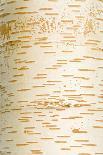 Himalayan Birch (Betula utilis) close-up of bark-Krystyna Szulecka-Photographic Print