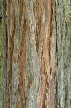 Her's Maple (Acer davidii grosseri) bark, close-up of trunk, in botanical garden, july-Krystyna Szulecka-Framed Photographic Print