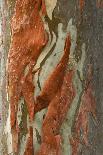 Incense Cedar (Calocedrus decurrens) bark, close-up of trunk, in botanical garden, july-Krystyna Szulecka-Photographic Print