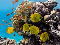 Cenote Underwater-Krzysztof Odziomek-Photographic Print