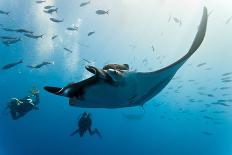 Manta and Diver on the Blue Background-Krzysztof Odziomek-Laminated Photographic Print