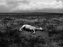 Horse Lying on Side in Field-Krzysztof Rost-Framed Photographic Print