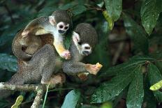 Squirrel Monkey in Amazon Rainforest-Ksenia Ragozina-Photographic Print