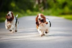 Cute Funny Dogs Basset Hound Running on the Road-Ksenia Raykova-Framed Photographic Print