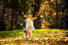 Young Merle Australian Shepherd Playing with Leaves in Autumn-Ksenia Raykova-Photographic Print