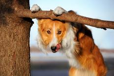 Cute Funny Dog Stucks Her Tongue-Ksuksa-Stretched Canvas