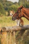 Red Border Collie Dog and Horse-Ksuksa-Photographic Print