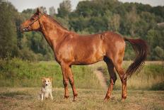 Red Border Collie Dog and Horse-Ksuksa-Photographic Print