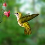 Hummingbird-ktsdesign-Mounted Photographic Print