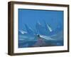 Kuan-Yin, 1933 (Tempera on Canvas)-Nicholas Roerich-Framed Giclee Print