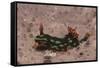 Kubaryana's Nembrotha-Hal Beral-Framed Stretched Canvas