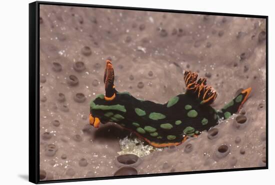 Kubaryana's Nembrotha-Hal Beral-Framed Stretched Canvas