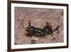 Kubaryana's Nembrotha-Hal Beral-Framed Photographic Print