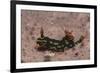 Kubaryana's Nembrotha-Hal Beral-Framed Photographic Print