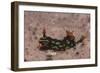 Kubaryana's Nembrotha-Hal Beral-Framed Photographic Print