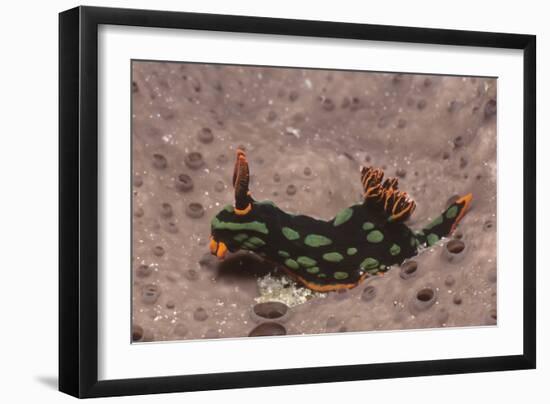 Kubaryana's Nembrotha-Hal Beral-Framed Photographic Print