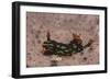 Kubaryana's Nembrotha-Hal Beral-Framed Photographic Print