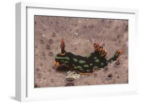 Kubaryana's Nembrotha-Hal Beral-Framed Photographic Print