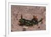 Kubaryana's Nembrotha-Hal Beral-Framed Photographic Print