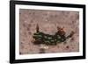 Kubaryana's Nembrotha-Hal Beral-Framed Photographic Print