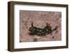 Kubaryana's Nembrotha-Hal Beral-Framed Photographic Print