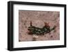 Kubaryana's Nembrotha-Hal Beral-Framed Photographic Print