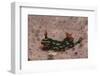 Kubaryana's Nembrotha-Hal Beral-Framed Photographic Print