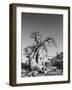 Kubu-Shot by Clint-Framed Giclee Print