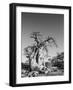 Kubu-Shot by Clint-Framed Giclee Print