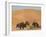 Kuchie Nomad Camel Train, Between Chakhcharan and Jam, Afghanistan, Asia-Jane Sweeney-Framed Photographic Print