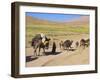 Kuchie Nomad Camel Train, Between Chakhcharan and Jam, Afghanistan-Jane Sweeney-Framed Photographic Print