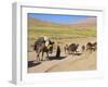 Kuchie Nomad Camel Train, Between Chakhcharan and Jam, Afghanistan-Jane Sweeney-Framed Photographic Print