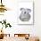 Kuddly Koalas-Marc Allante-Framed Giclee Print displayed on a wall