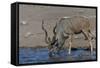 Kudu Bull-Tobie Oosthuizen-Framed Stretched Canvas