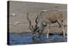 Kudu Bull-Tobie Oosthuizen-Stretched Canvas